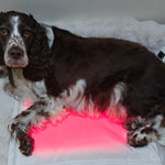 Restore Pillow® LED-ljusterapikudde