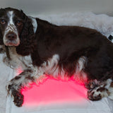 Restore Pillow® LED-ljusterapikudde