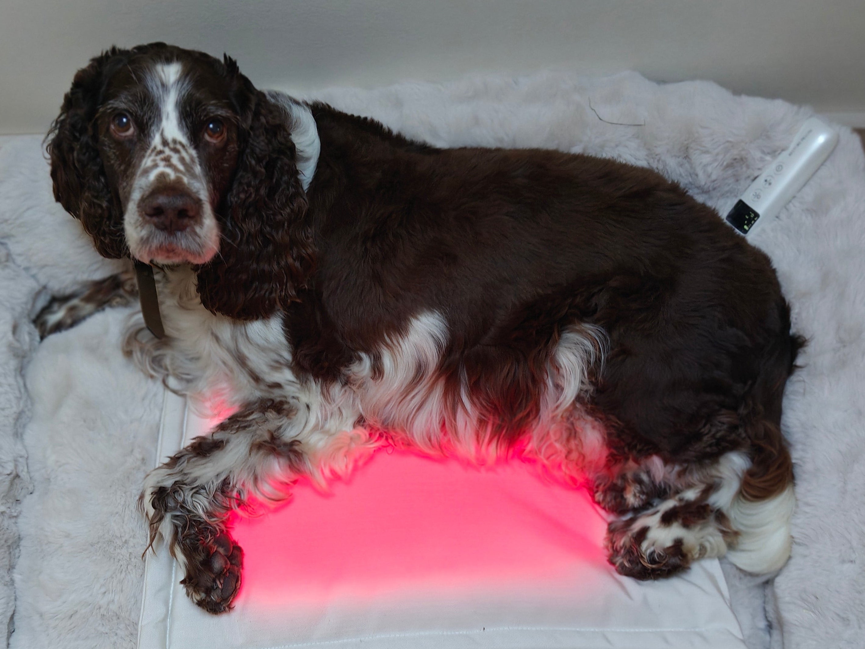 Restore Pillow® LED-ljusterapikudde