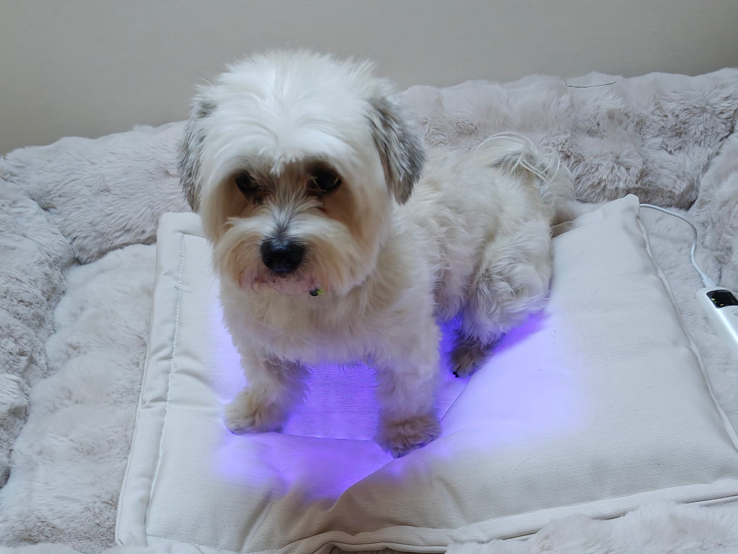 Restore Pillow® LED-ljusterapikudde