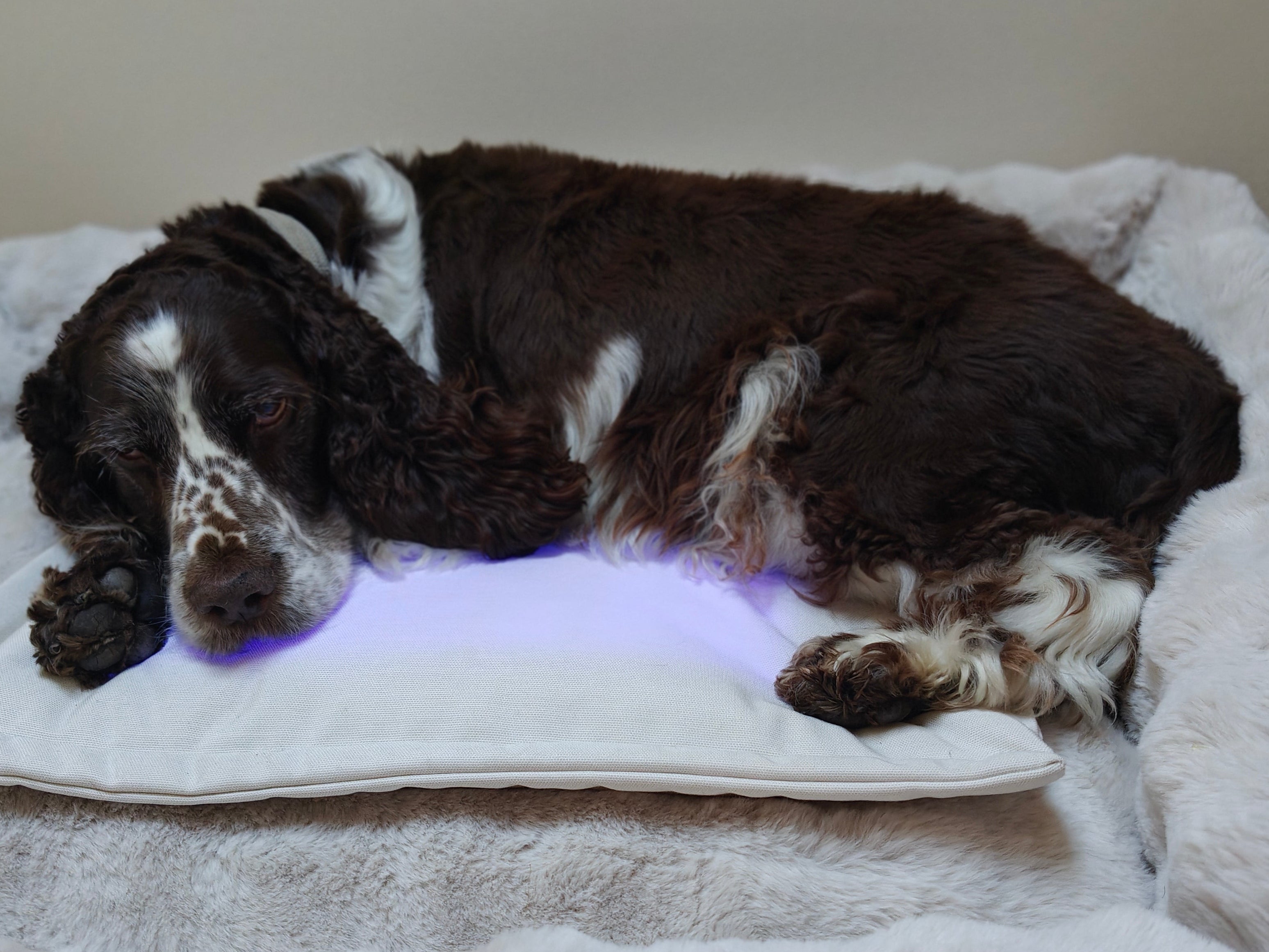 Restore Pillow® LED-ljusterapikudde